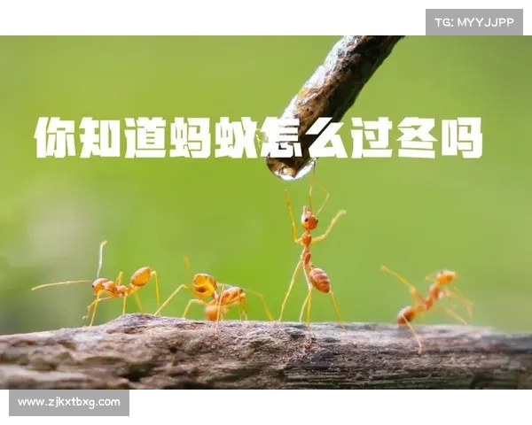 冬窗转会前你必须提前掌握的全方位核心关键信息策略实用清单指南